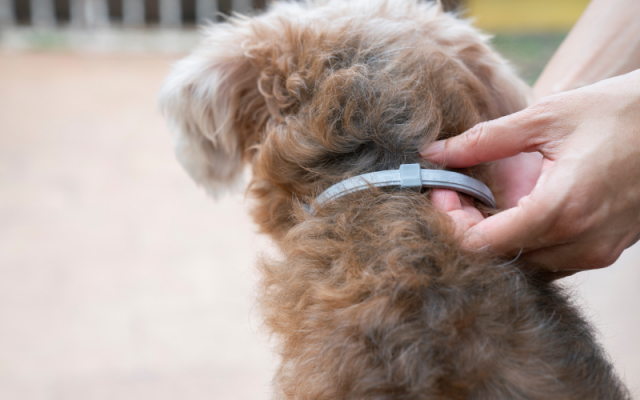 Colliers anti-puces pour chiens